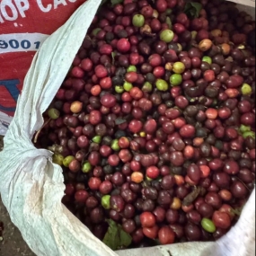 Đội ngũ chuyên gia rang xay