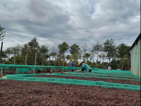 Tuyển chọn hạt Arabica & Robusta