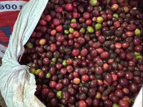 Đội ngũ chuyên gia rang xay