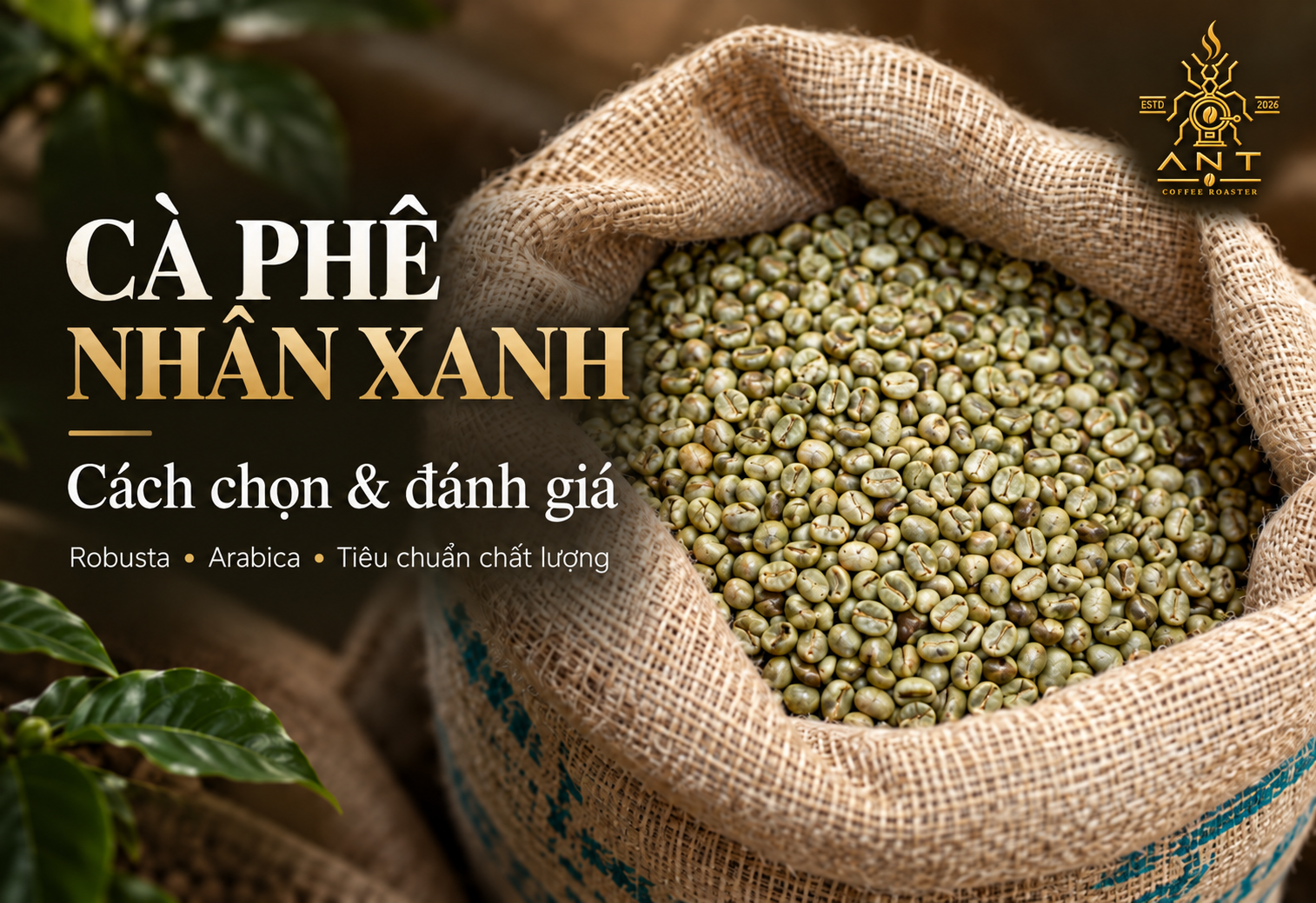 Cà Phê Nhân Xanh: Phân Loại, Tiêu Chuẩn Chất Lượng Và Cách Lựa Chọn